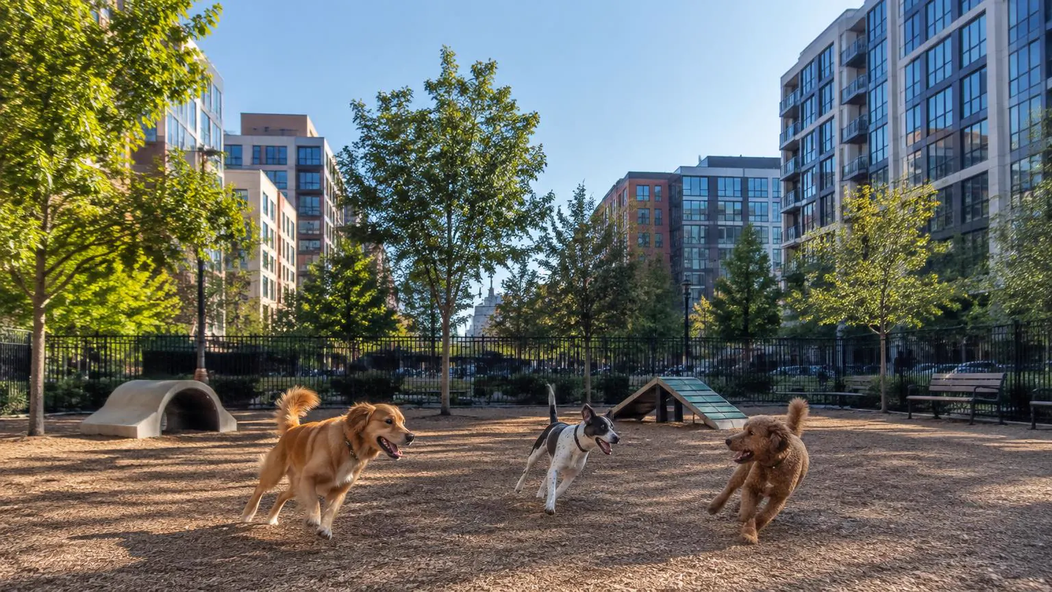 Swampoodle Dog Park