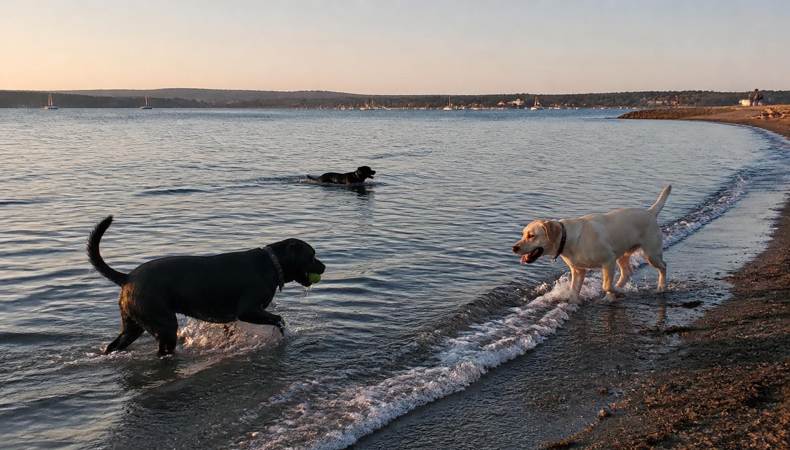 Dogs playing at the edge of a bay beach dog swimming area at sunset with sailboats in the distance