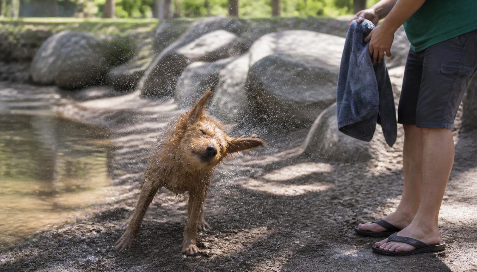 A wet terrier shaking off water beside a creek bank while its owner waits with a towel
